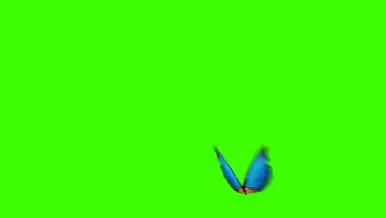 飞舞的蝴蝶绿色通道动态mov视频素材下载视频的预览图
